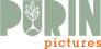 Purin Pictures